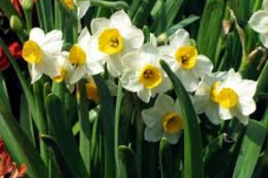 Welkom bij Tuinoutlet Siebengewald